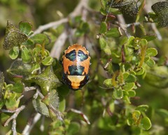 Choerocoris paganus