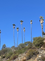 Washingtonia