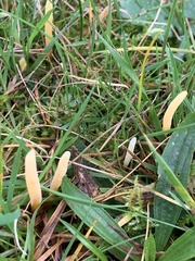 Clavaria flavipes