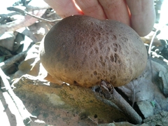 Scleroderma verrucosum