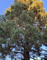 Pinus canariensis