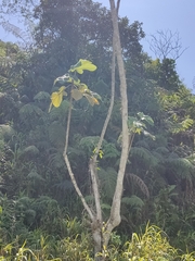 Vasconcellea pubescens