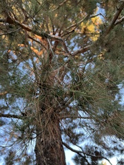Pinus canariensis