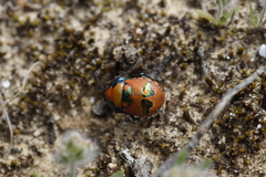 Choerocoris paganus