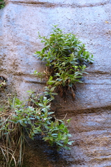 Erythranthe verbenacea