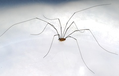 Leiobunum nigropalpi