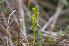 Liparis loeselii