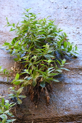 Erythranthe verbenacea