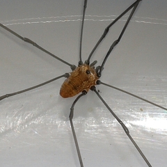 Leiobunum nigropalpi