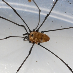 Leiobunum nigropalpi