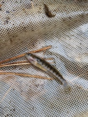 Etheostoma flabellare