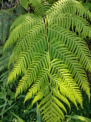 Macrothelypteris torresiana