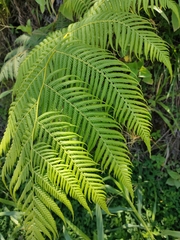 Macrothelypteris torresiana
