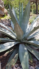 Agave weberi