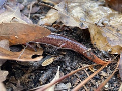 Pseudotriton ruber ruber