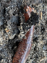 Pseudotriton ruber ruber