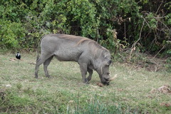 Phacochoerus africanus massaicus