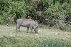 Phacochoerus africanus massaicus