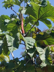Cecropia obtusifolia