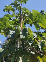 Cecropia obtusifolia