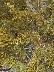 Veronica lycopodioides