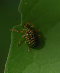 Colaspis