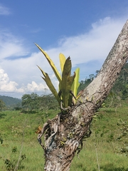 Niphidium crassifolium