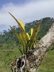 Niphidium crassifolium