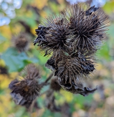 Arctium lappa