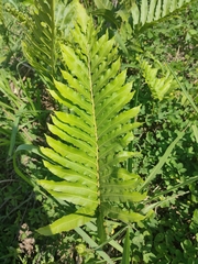 Nephrolepis brownii