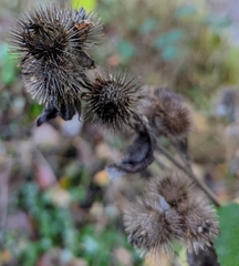 Arctium lappa