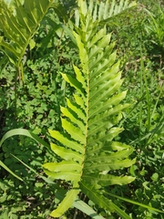 Nephrolepis brownii