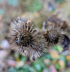 Arctium lappa