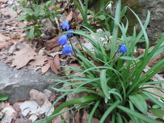 Scilla siberica