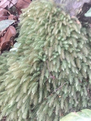 Echinodiopsis hispida