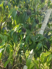 Miconia crenata