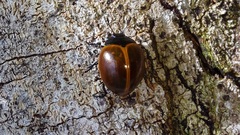 Aegithus clavicornis