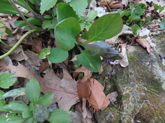 Mertensia virginica
