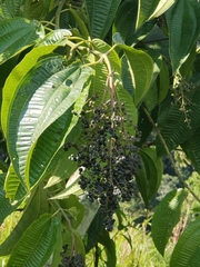 Miconia crenata