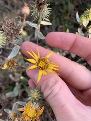 Grindelia integrifolia