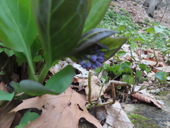 Mertensia virginica