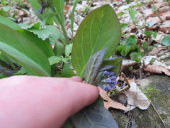 Mertensia virginica