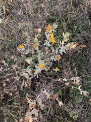 Grindelia integrifolia