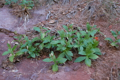 Erythranthe verbenacea