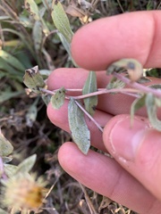 Grindelia integrifolia