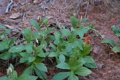 Erythranthe verbenacea