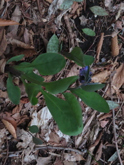 Mertensia virginica