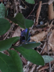 Mertensia virginica