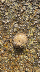 Patellogastropoda