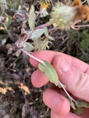 Grindelia integrifolia